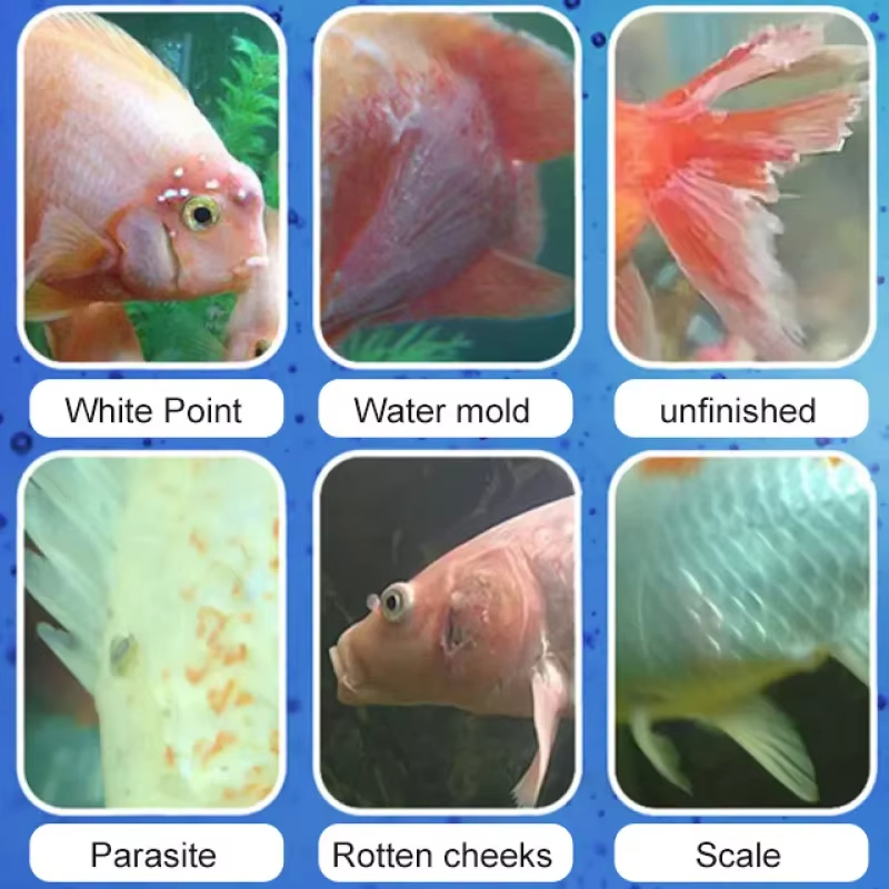 SIKEZHAN Behandlung von Fische – Water Soluble Stabilizer Bewertung und Preis